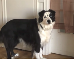 Stubborn Dog Stomps Her Feet When She Doesn’t Get Her Way