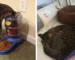 These Ungrateful Cats Have No Use For Expensive Gifts And They’re Not Afraid To Show It