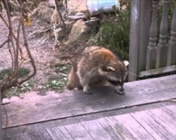 Woman Gives Food to Blind Raccoon, Then Hits Records When He Brings His 2 Tiny “Bodyguards”