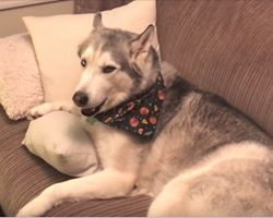 Mom Asks Her Dog If He Pooped On The Floor, Husky Proceeds To Give Her An Earful