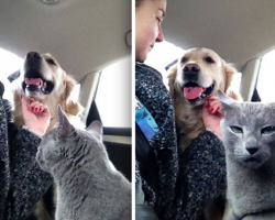 17 Of The Most Dramatic Cats To Ever Grace The Earth