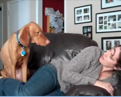 “Velcro” Vizsla stops her human from reading to get hugs