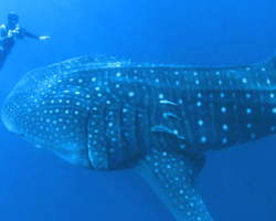 Diver Doesn’t Understand What This Gentle Giant Wants – Until It Grabs A Hold Of His Hand!