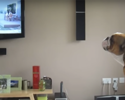 This Bulldog Is Convinced He’s An Elephant After He Sees One On TV