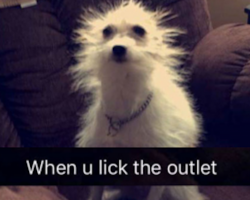 15 Animal Snapchats That’ll Have You Busting A Gut