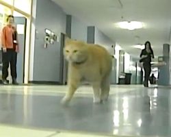 Cat visits his “favorite place” at 7am every day, but then they found the HEARTWARMING reason
