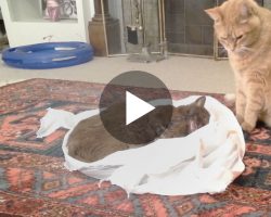 Cat’s friend died from cancer, so his owners let her say “goodbye”… Now Watch How The Cat Responds