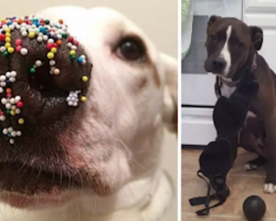26 Dogs Who Swear Up And Down On Their Lives That They Didn’t Do It