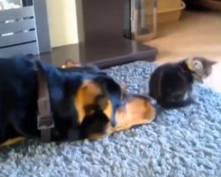 Dog does everything to be friends with this cat– but now watch his final tactic