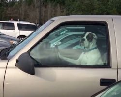 Man Investigates Who’s Honking Their Horn — Cracks Up When He Sees Annoyed Dog