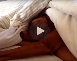 Dog Is Woken Up By The Alarm On Monday Morning. His Reaction? Oh My…I Can’t Stop Laughing!