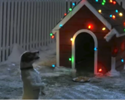 Dog’s Christmas Wish Comes True After Waiting All Night For Santa