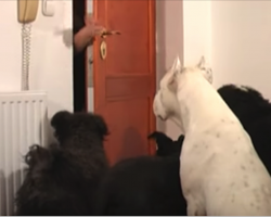 Left Home Alone, The Dogs Take It Upon Themselves To Decorate For Christmas