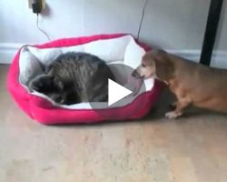 How These Dogs React To Finding Cats Sleeping In Their Beds Will Leave You In Stitches