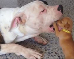 Ferocious Chihuahua Takes on Huge American Bulldog In The Cutest Video You’ll See Today