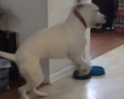Dog Throws Epic Tantrum When His Dinner Is Missing A Key Ingredient