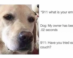 14 Hilarious Dog Memes To Start Your Day Off On The Right Foot