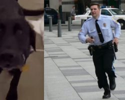 Frantic Labrador Begs Cop To Follow Him…Seconds Later, Both Are Instant Heroes!