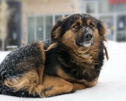 Awesome News! New law makes leaving dogs out in the cold a felony