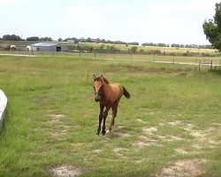 Baby Horse Scared To Jump Wall, How Mama Steps In Is Melting Everyone’s Heart
