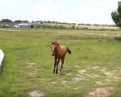 How A Mama Horse Teaches Her Baby