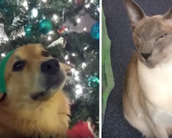 Pets Reading ‘Twas The Night Before Christmas Is The Version We’ve All Been Waiting For