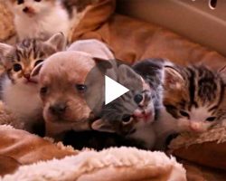 They Put A Newborn Puppy With a bunch of Kittens. When Mama Cat sees The Intruder? Her Reaction… PRICELESS!