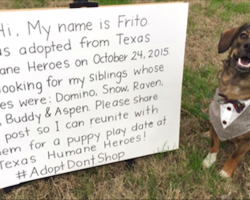 Dog Dresses Up And Takes To Facebook In Search For Adopted Siblings