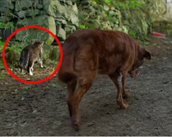 See that stray cat? What you’re about to see it do for the dog is unbelievable.