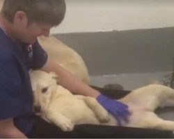 She’s Never Been Pet Before. Watch What Happens When He Shows Her Love For 1st Time