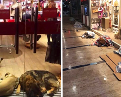 Stray Dogs Take Shelter In Mall During Snowstorm, Thanks To These Nicest Store Owners