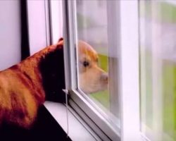 Man Writes Poem About Why ‘God Made A Dog,’ And It Has The Internet In Stitches