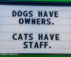 20 Vet Signs To Prove That Working With Animals Brings Out A Lot Of Hilariousness