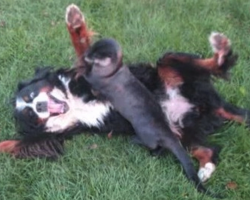 21 Dogs With The Most Unlikely Cuddle Buddies