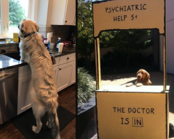 23 Dogs Who Are Taking What It Means To Be A Good Boy To A New Level