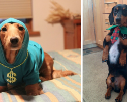 25 Dachshunds Who May Be Small But Have Larger Than Life Personalities