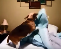 Mom And Dad Post Their Beagle’s Hilarious Bedtime Routine For All To See