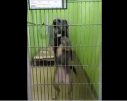 Dog Wants Adopted So Badly, She Dances Every Time She Sees Someone