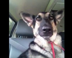 German Shepherd’s Favorite Song Plays On Radio. Her Dance Moves Are Lighting Up The Internet