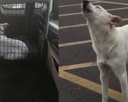 This Dog Wouldn’t Stop Howling After Being Abandoned. But Then She Shows Up