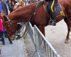 French Bulldog Walks Up To Police Horse – Horse’s Response To Meeting Him Has Gone Viral