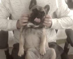 Pampered French Bulldog Puppy Reaches Pure Bliss While Enjoying A Relaxing Massage