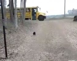 Excited Rooster Sprints To Bus Stop Every Day To Greet His Best Friend