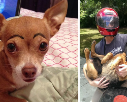15 Times Owners Left Their Pet With The Sitter And Seriously Regretted It