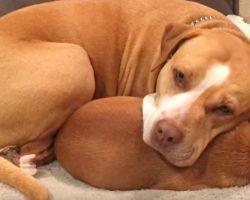 Man Comes To Adopt Pit Bull At Shelter, But She Refused To Let Go Of Her Best Friend