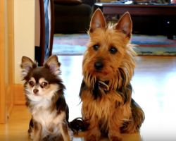Mom Asks Which Dog Pooped In The Kitchen, And The One Doesn’t Hesitate To Tattle