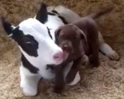 Tiny Puppy Runs “Lab Tests” On Newborn Calf In Cutest Video Ever