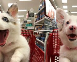 Mom Takes 4-Month-Old Puppy Shopping At Target – Her Reaction Has The Internet In Stitches
