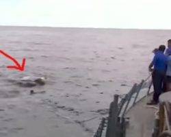 Navy Confused By Large Mass In Water. The Minute They Recognize It They All Jump Overboard