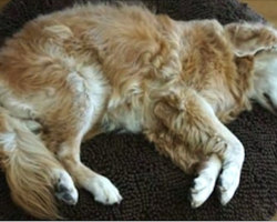 Strange Dog Plops Down In A Woman’s House With A Note On His Collar